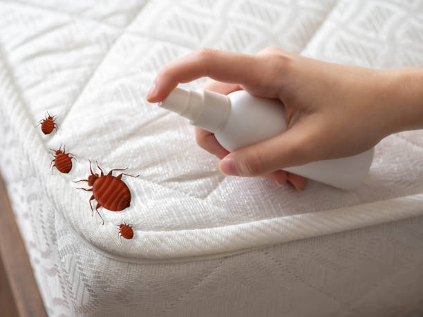 Best Wasp Removal Services  in Ball Pond, CT