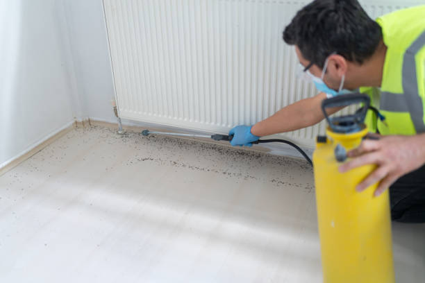 Best Bed Bug Extermination  in Ball Pond, CT